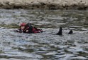 Uebung BF Taucher und Presse Koeln Zoobruecke Rhein P091